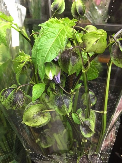 (Rare) Physalis alkekengi "Kuro Houzuki" Green + Black