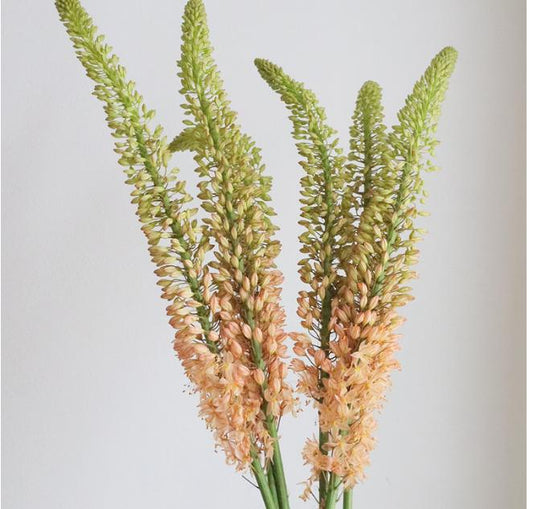 Eremurus Orange