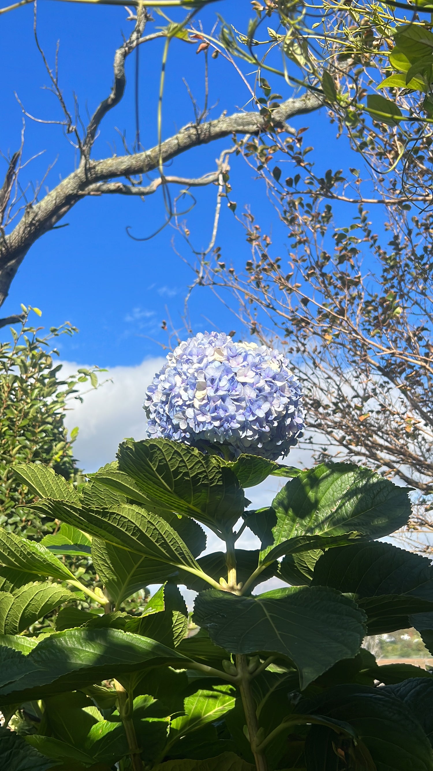 DN Flowers wholesale Japanese Flowers Hydrangea